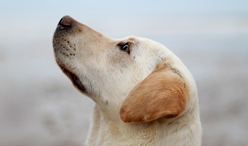 Tumores caninos mais frequentes - Uma abordagem racial em um estudo retrospectivo de 10 anos.