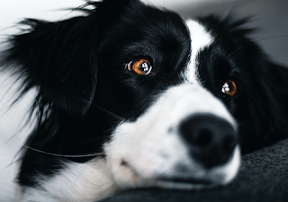 Anemia por deficiência em ferro.